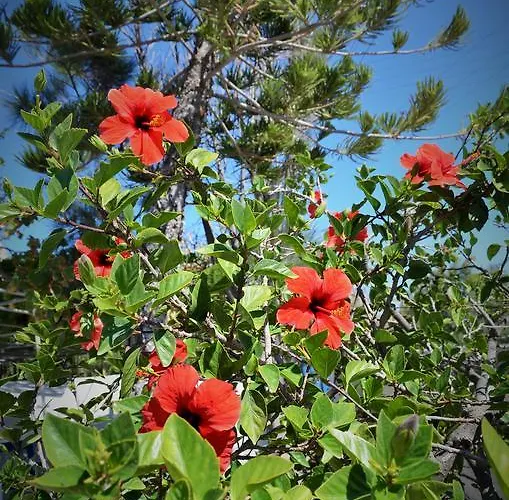 Summer アパート Provatas